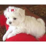 Sistema antifurto e sensori pet friendly