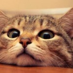 Gatto in casa e sensori volumetrici