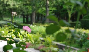 telecamera WiFi esterno 360 gradi