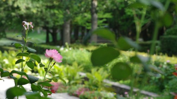 telecamera WiFi esterno 360 gradi